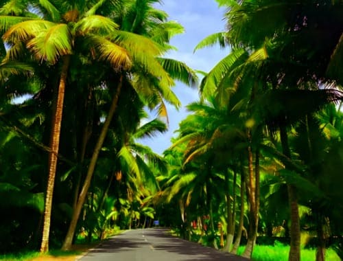 东郊椰林风景区