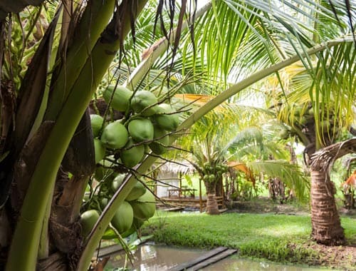 文昌市椰子大观园