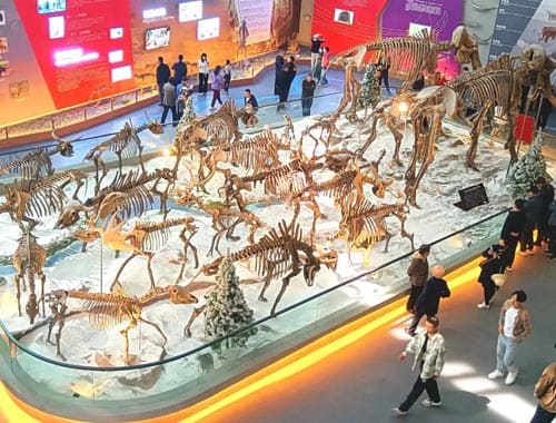 青冈县第四纪古生物化石博物馆