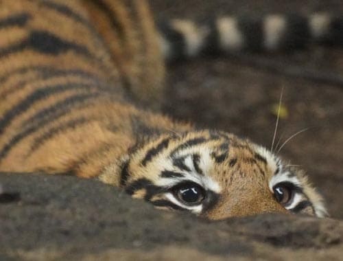 周口野生动物园