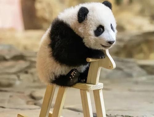 贵州森林野生动物园