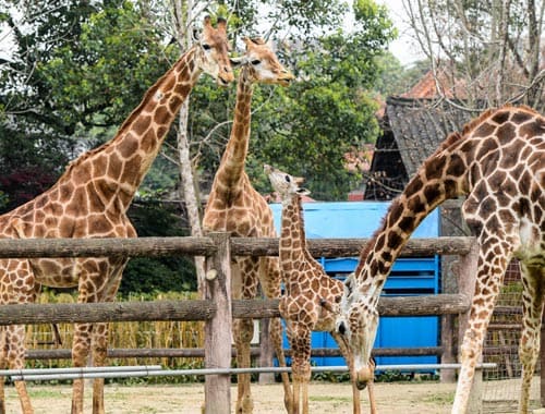 八达岭野生动物园