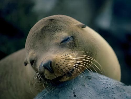 南通森林野生动物园