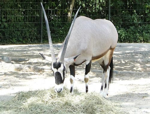 贵州森林野生动物园