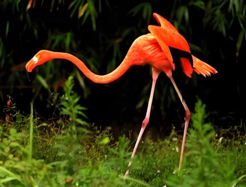 贵州森林野生动物园