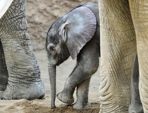 南通森林野生动物园
