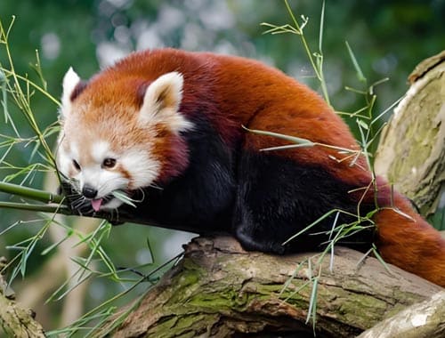 周口野生动物园