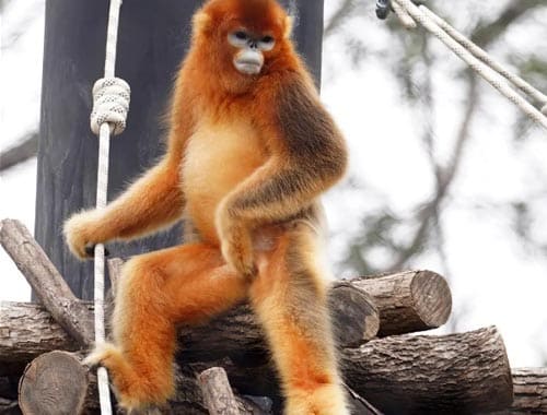 南通森林野生动物园