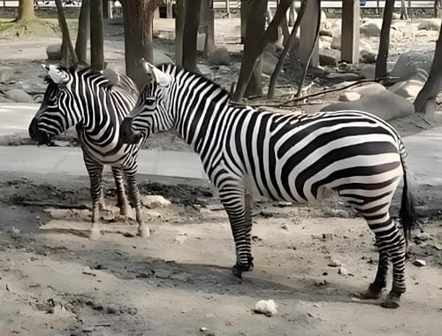 焦作市森林动物园