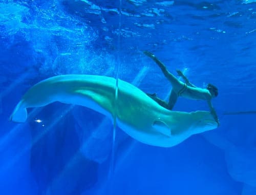 德州欧乐堡海洋极地世界