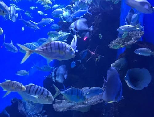 南湾海洋运动公园