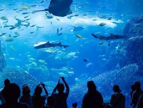 南湾海洋运动公园