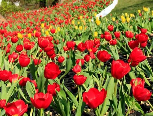 武威凉州植物园