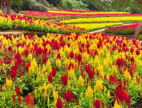 武威凉州植物园