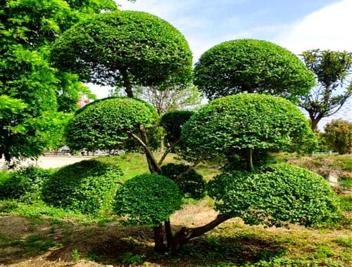 中国科学院西双版纳热带植物园