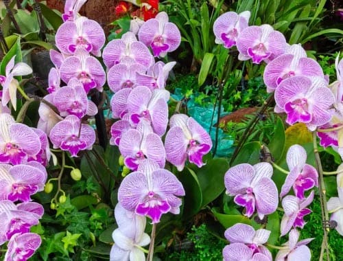 厦门园林植物园